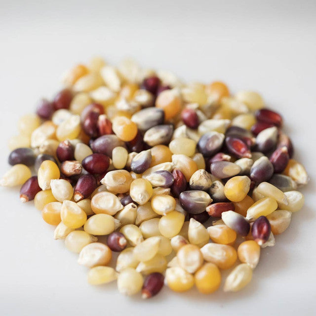 Amish Country Rainbow Blend Popcorn